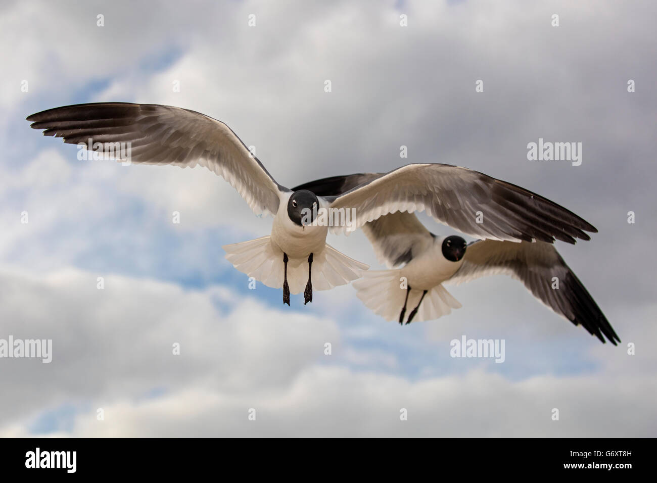 Uccello in volo Foto Stock