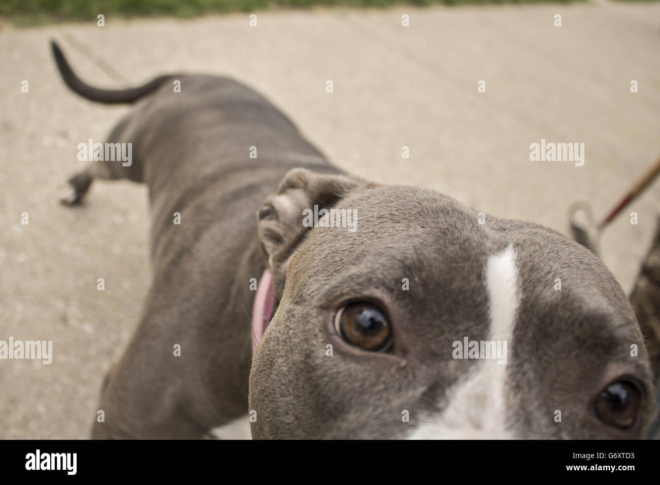 Grigio bianco pit bull terrier cane, grigio pit bull, cane Grigio, Nizza, cani cane, doggy, pet, sfondo grigio pit bull cane cercando di l Foto Stock