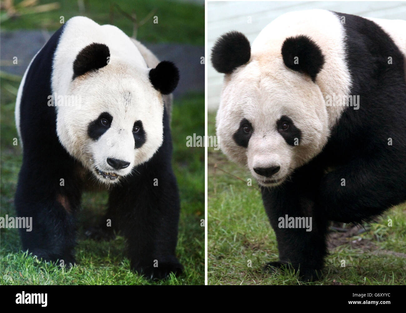 Accoppiamento stagione per pandas Foto Stock