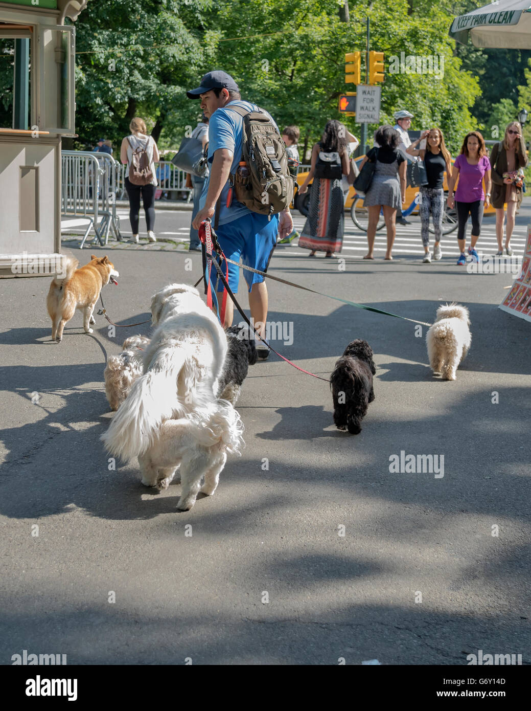 Un uomo cammina in 7 cani, Central Park parco urbano in middle-upper Manhattan, all'interno di New York City., STATI UNITI D'AMERICA Foto Stock