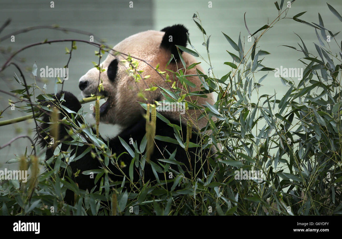 Pandas presso lo Zoo di Edimburgo Foto Stock