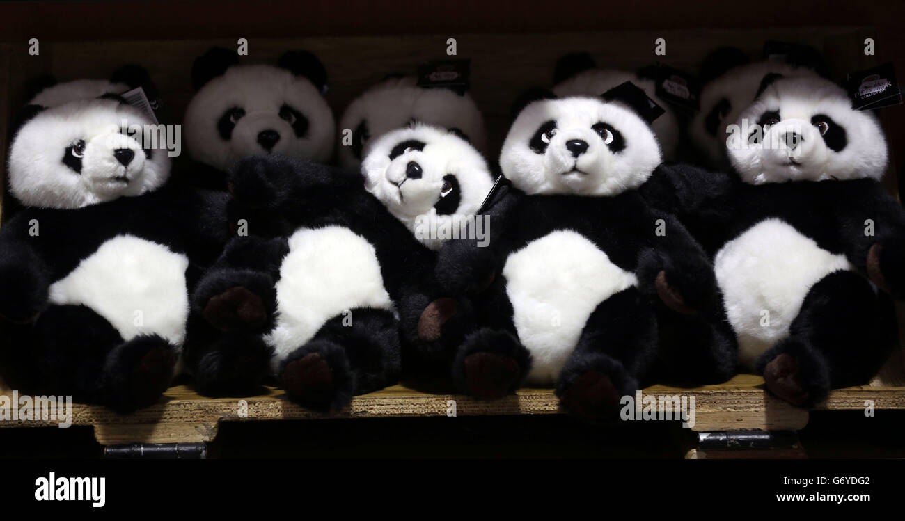 Lo zoo di Edimburgo Pandas è in vendita nel negozio dello zoo prima dell'inizio della stagione delle breading. Foto Stock