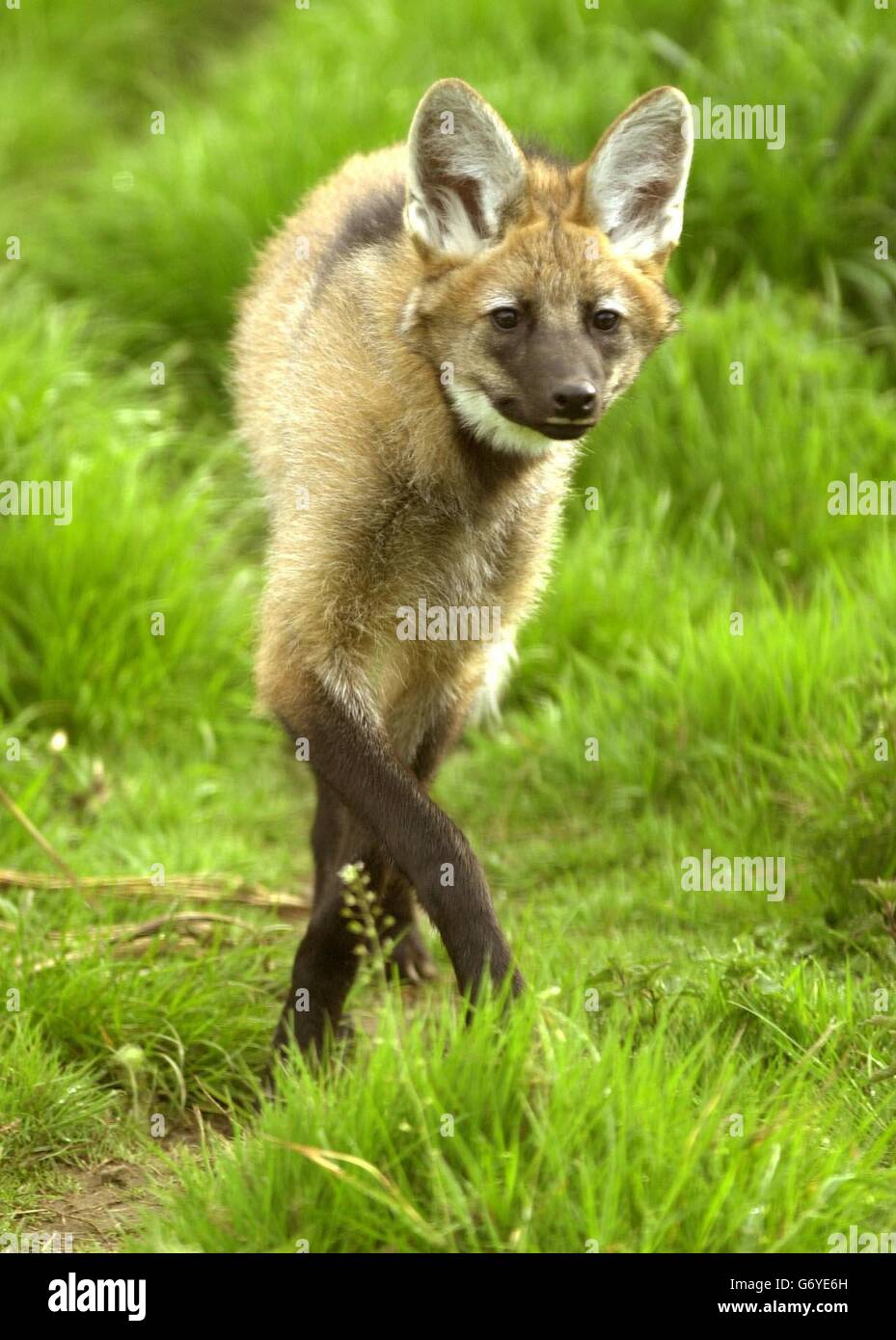 Maned Wolf Pup Zoro di sette mesi fa la sua prima apparizione pubblica allo Zoo di Edimburgo. Il Mane Wolf proviene dal Sud America dove è conosciuto come la volpe su palafitte, a causa delle sue gambe lunghe. Foto Stock