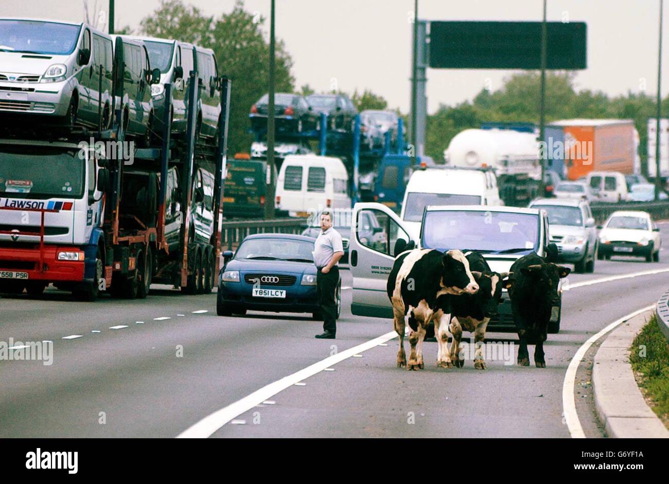 La scena sulla M1 vicino a Nottingham, dopo un rimorchio pieno di mucche rovesciate, spargendo gli animali feriti attraverso l'autostrada. La polizia di Nottinghamshire ha ricevuto decine di chiamate entro pochi minuti dall'incidente, e la RSPCA è stata informata e un veterinario è stato chiesto di aiutare a curare le vacche ferite. Foto Stock