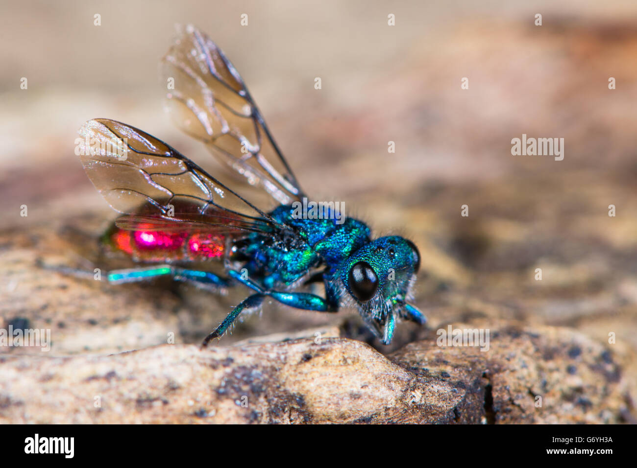 Ruby-tailed wasp (Chrysis sp.). Il cuculo wasp in famiglia i Crisidi con luminosi blu metallico e marcature rosse, aka emerald wasp Foto Stock