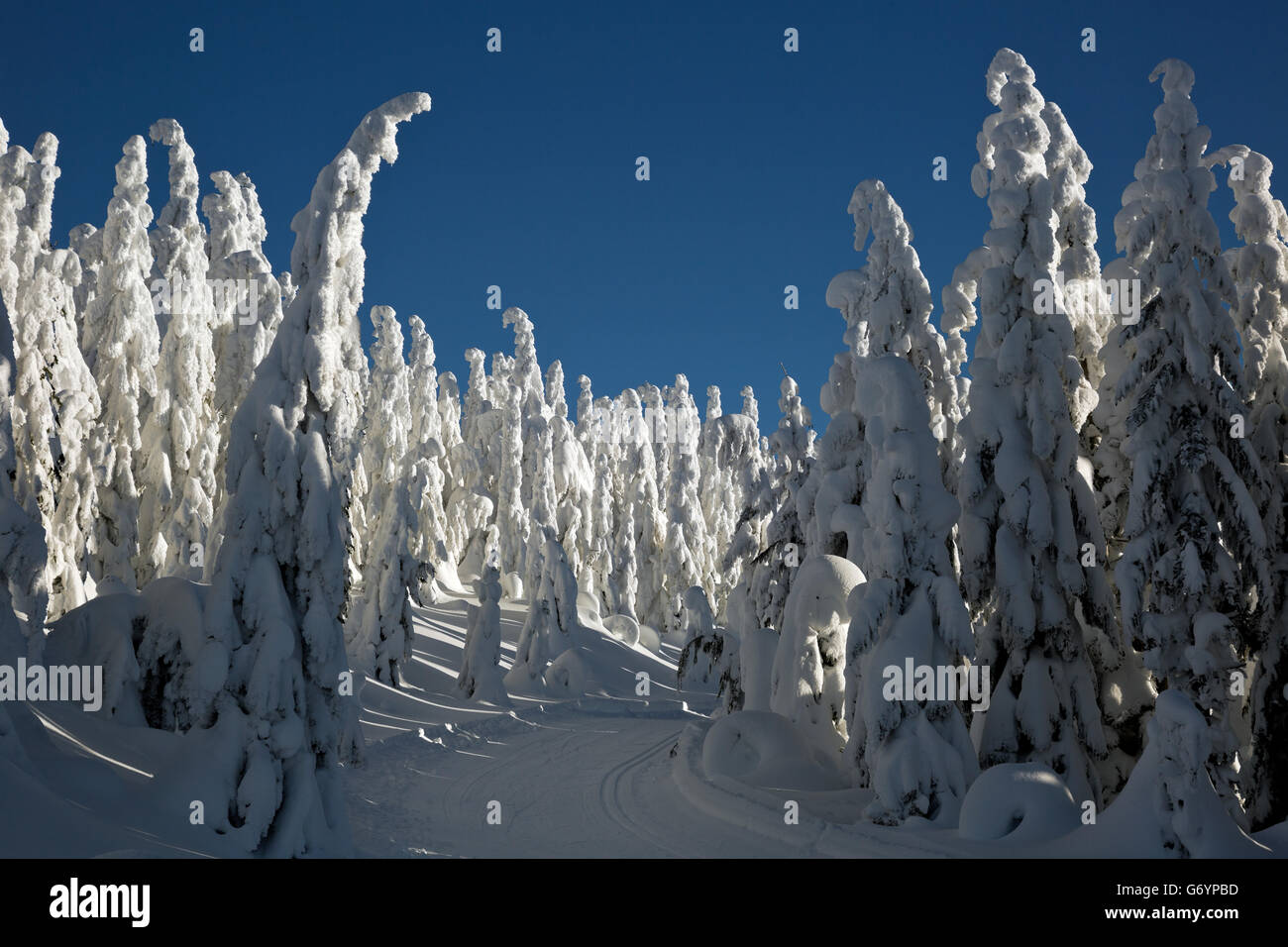 WASHINGTON - coperta di neve alberi lungo il curato Amabilis Mountain Ski trail in Okanogan - Wenatchee National Forest. Foto Stock