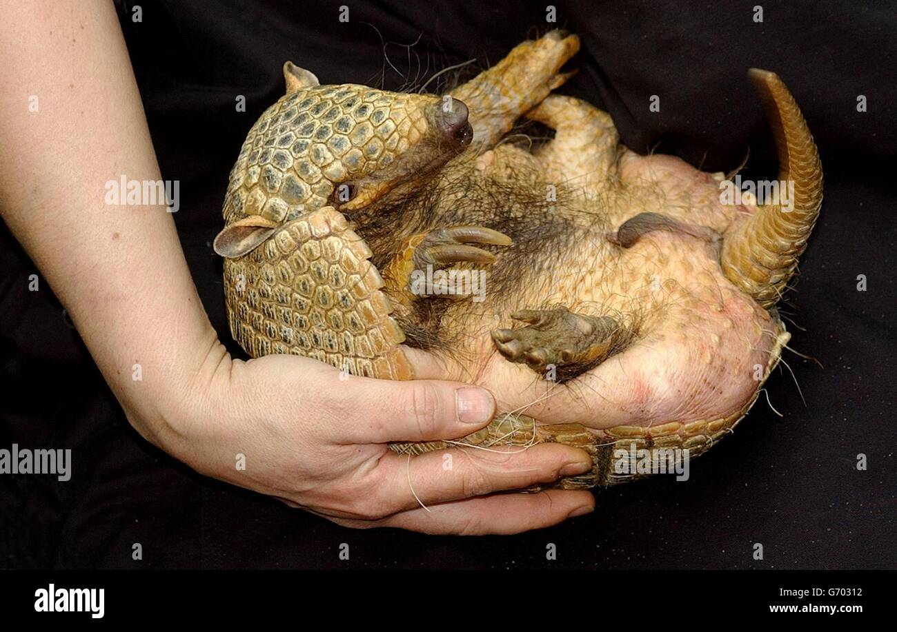 Heather, una giovane donna Hairy Armadillo, viene presentata allo Zoo di Londra. Gli armadillos sono gli unici mammiferi ad avere una conchiglia e sono notturni, nutrendo su una vasta gamma di alimenti, dai piccoli insetti alle piante. Lo zoo di Londra spera di far collaborare Heather con un compagno nel prossimo futuro, in modo da poter entrare a far parte del programma europeo di allevamento di specie in via di estinzione. Foto Stock