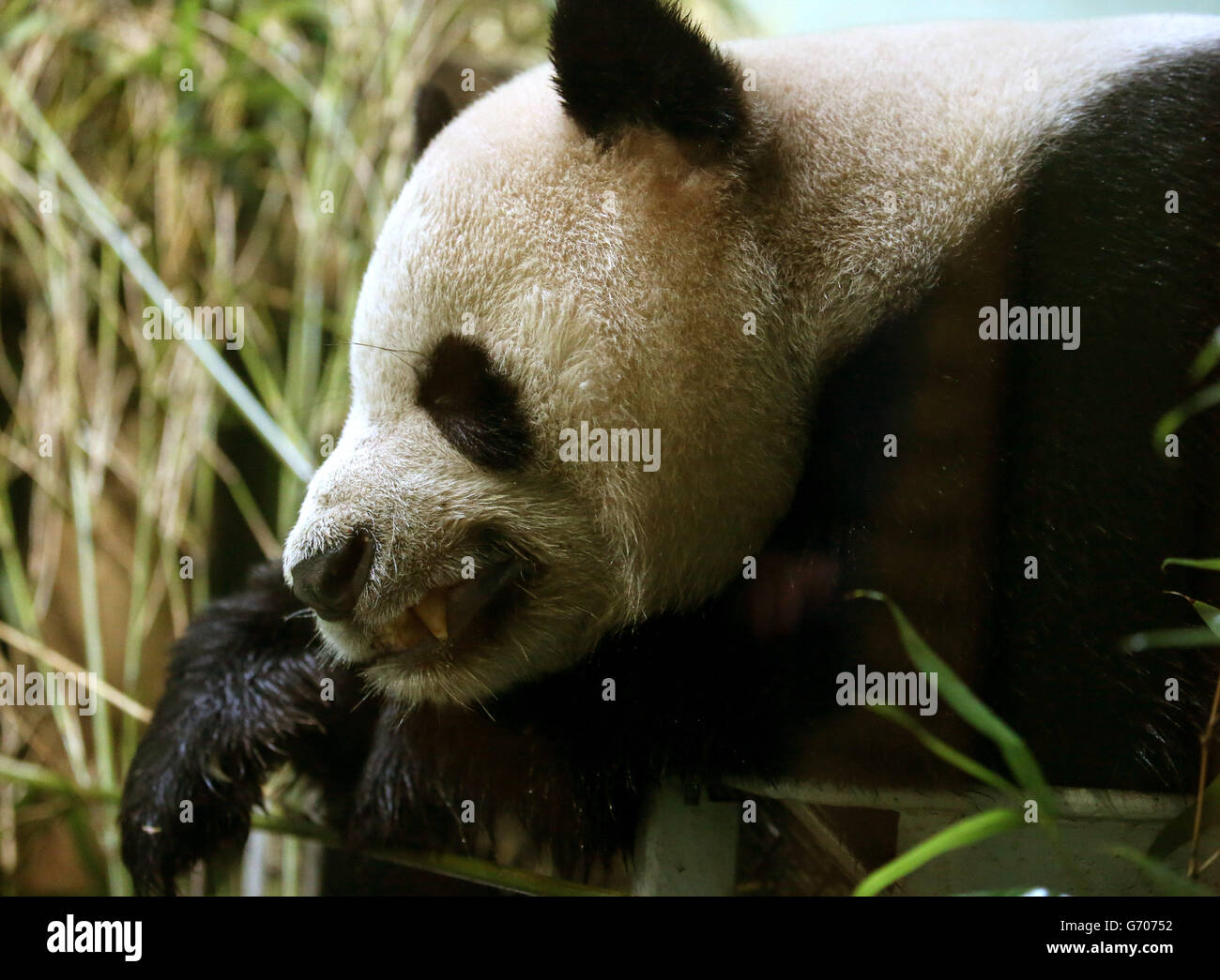 Yang Guang nel suo recinto allo zoo di Edimburgo, dato che i panda giganti sono un passo più vicino alla finestra di riproduzione annuale prevista per 36 ore, Con gli esperti che confermano un crossover cruciale dell'ormone nella panda femminile Tian Tian ora ha avuto luogo e che dovrebbe entrare in estrus entro i prossimi sette - 14 giorni. Foto Stock