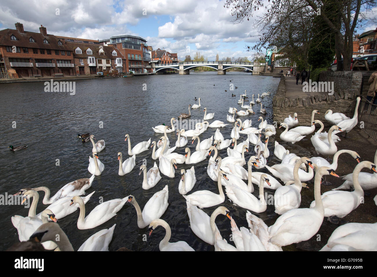 Foto generale degli Swans a Windsor, Berkshire Foto Stock