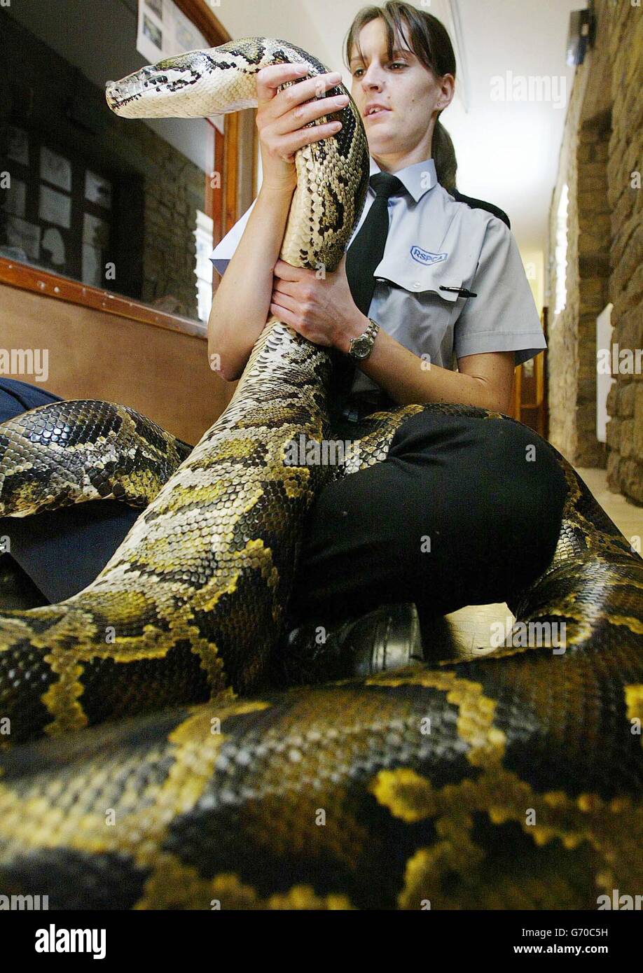 Jackie Paradis del R.S.P.C.A tiene Molly, un pitone birmano di 16 piedi al Fondo esotico di benessere animale nella legge di Tow, contea di Durham come un rapporto RSPCA, sostiene che un numero 'considerevole' di proprietari esotici di animali da compagnia non hanno l'esperienza o la conoscenza di guardare correttamente i loro animali. Gran parte della colpa è imputabile a un livello di aiuto e di consulenza inadeguato offerto ai proprietari di animali da compagnia, con la relazione che mette in evidenza anche la mancanza di veterinari in grado di fornire cure per gli animali esotici. Foto Stock