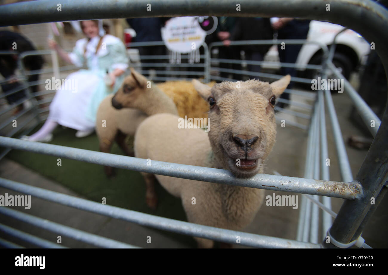 Xvi mondo tosatura delle pecore &AMP; lana campionati di manipolazione di lancio Foto Stock