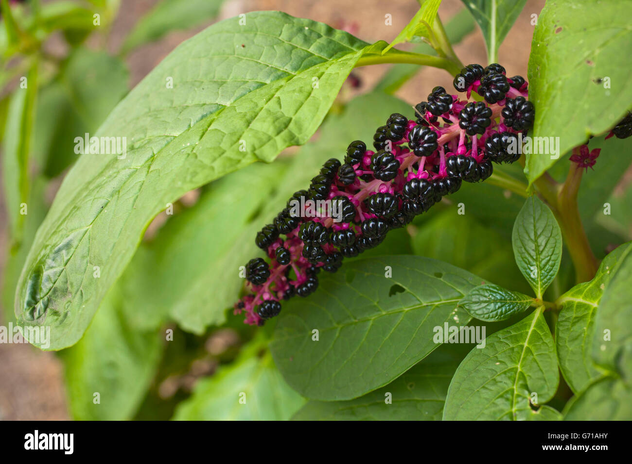 American Pokeweed / (Phytolacca americana) / Phytolaccaceae Foto Stock