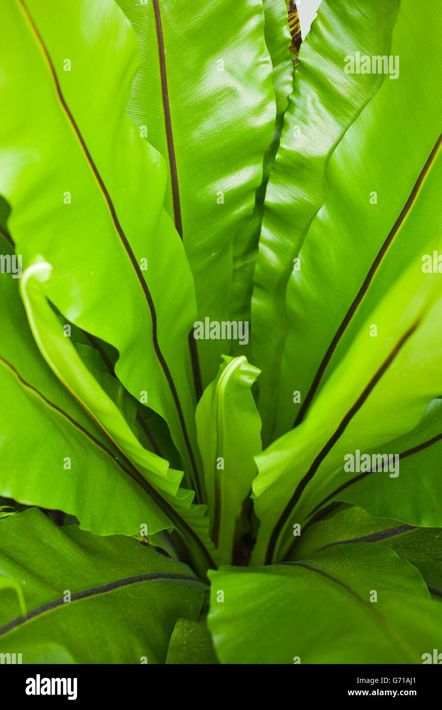 Nido di uccelli Fern / (Asplenium nidus) Foto Stock