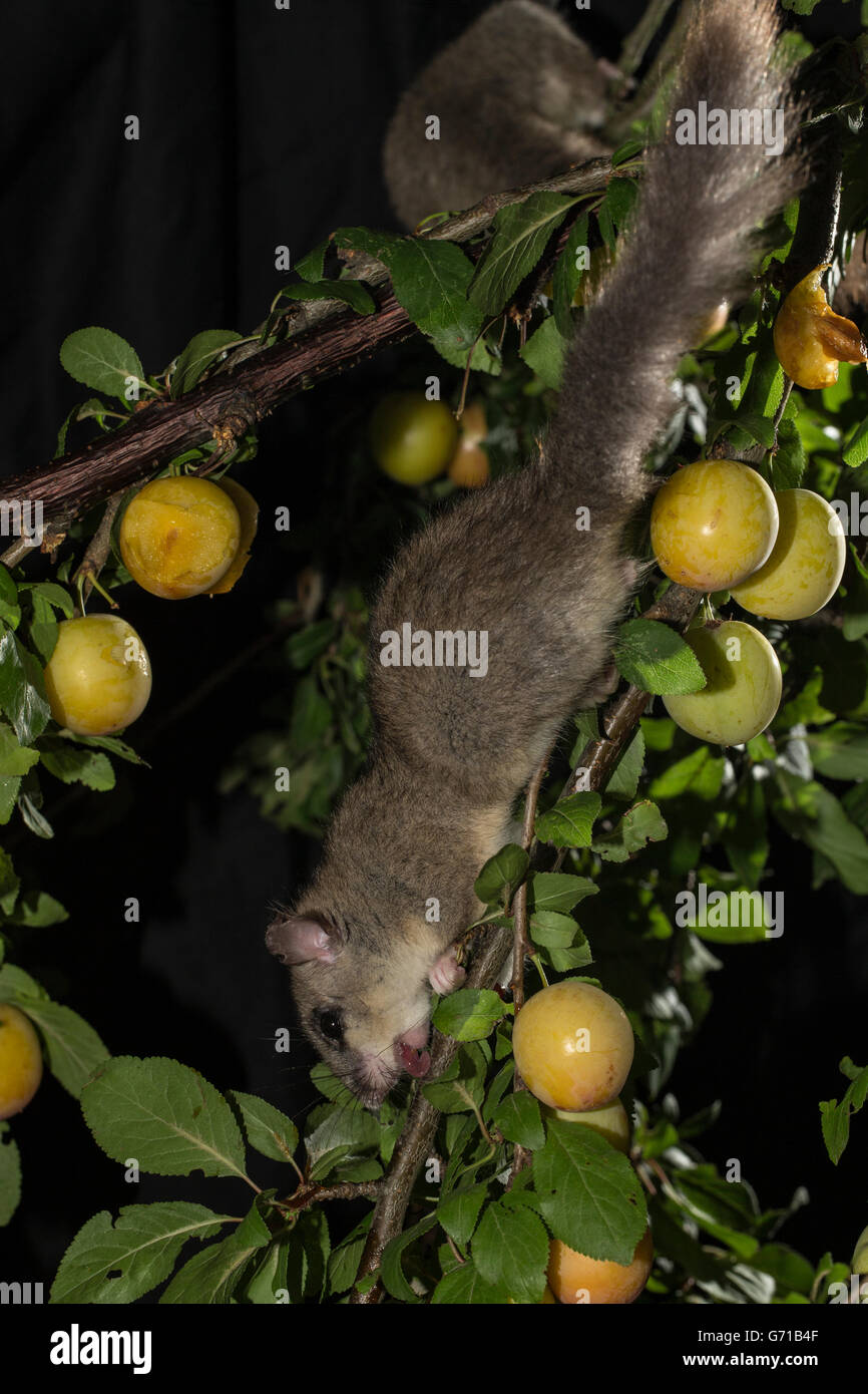 Fat ghiro (Glis glis) nella struttura ad albero di mirabelle, Bassa Sassonia, Germania Foto Stock