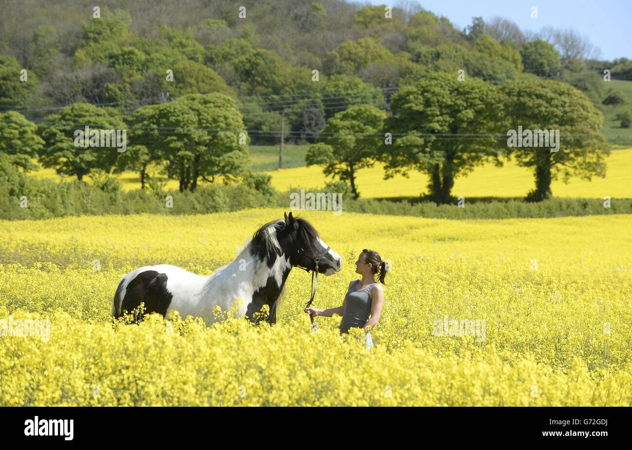 Kym Teasdale, 31, da porta il suo cavallo di nuovo alla stalla attraverso i fiori di semi di olio a Washington, Tyne e indossare. Foto Stock