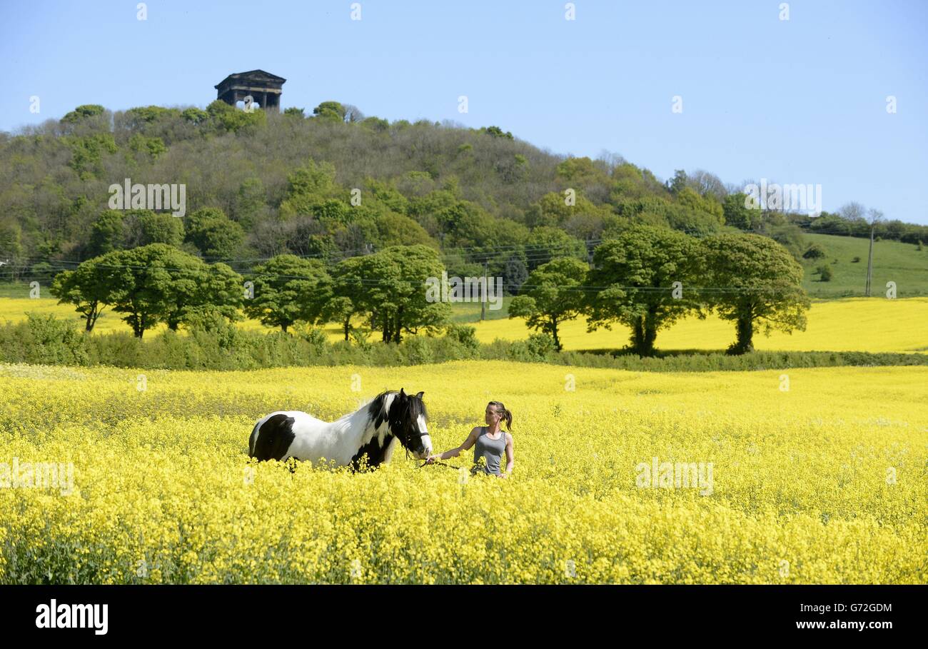 Kym Teasdale, 31, da porta il suo cavallo di nuovo alla stalla attraverso i fiori di semi di olio a Washington, Tyne e indossare trascurato dal monumento di Penshaw. Foto Stock