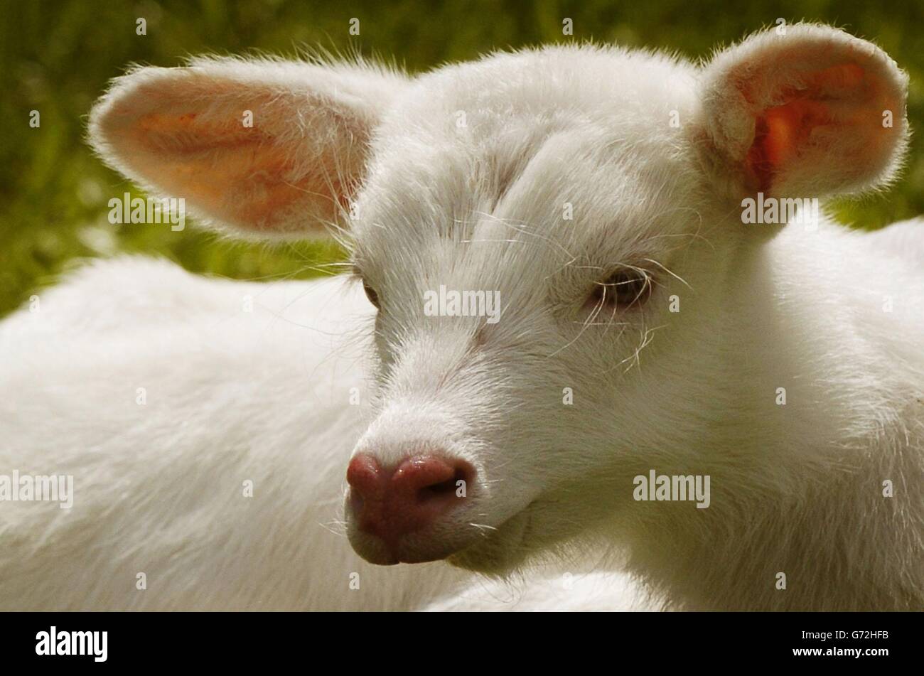 Raro cervo albino "Lightning" al Blair Drummond Safari Park vicino a Stirling, Scozia. L'antilope del Nilo lechwe è nato durante una tempesta il mercoledì sera a sua madre, conosciuta come Thunder. Non ci sono altre antilopi albini in Scozia e non si pensa che siano altre in Gran Bretagna. David Booth, capo del gioco, ha detto che la madre protettrice cercherà di nascondere il cucciolo di quattro giorni in mezzo alla mandria di 11 antilopi che si aggirano per 30 ettari nel parco. Foto Stock