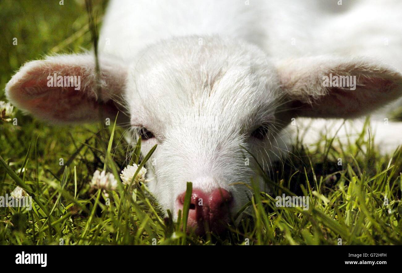 Raro cervo albino "Lightning" al Blair Drummond Safari Park vicino a Stirling, Scozia. L'antilope del Nilo lechwe è nato durante una tempesta il mercoledì sera a sua madre, conosciuta come Thunder. Non ci sono altre antilopi albini in Scozia e non si pensa che siano altre in Gran Bretagna. David Booth, capo del gioco, ha detto che la madre protettrice cercherà di nascondere il cucciolo di quattro giorni in mezzo alla mandria di 11 antilopi che si aggirano per 30 ettari nel parco. Foto Stock