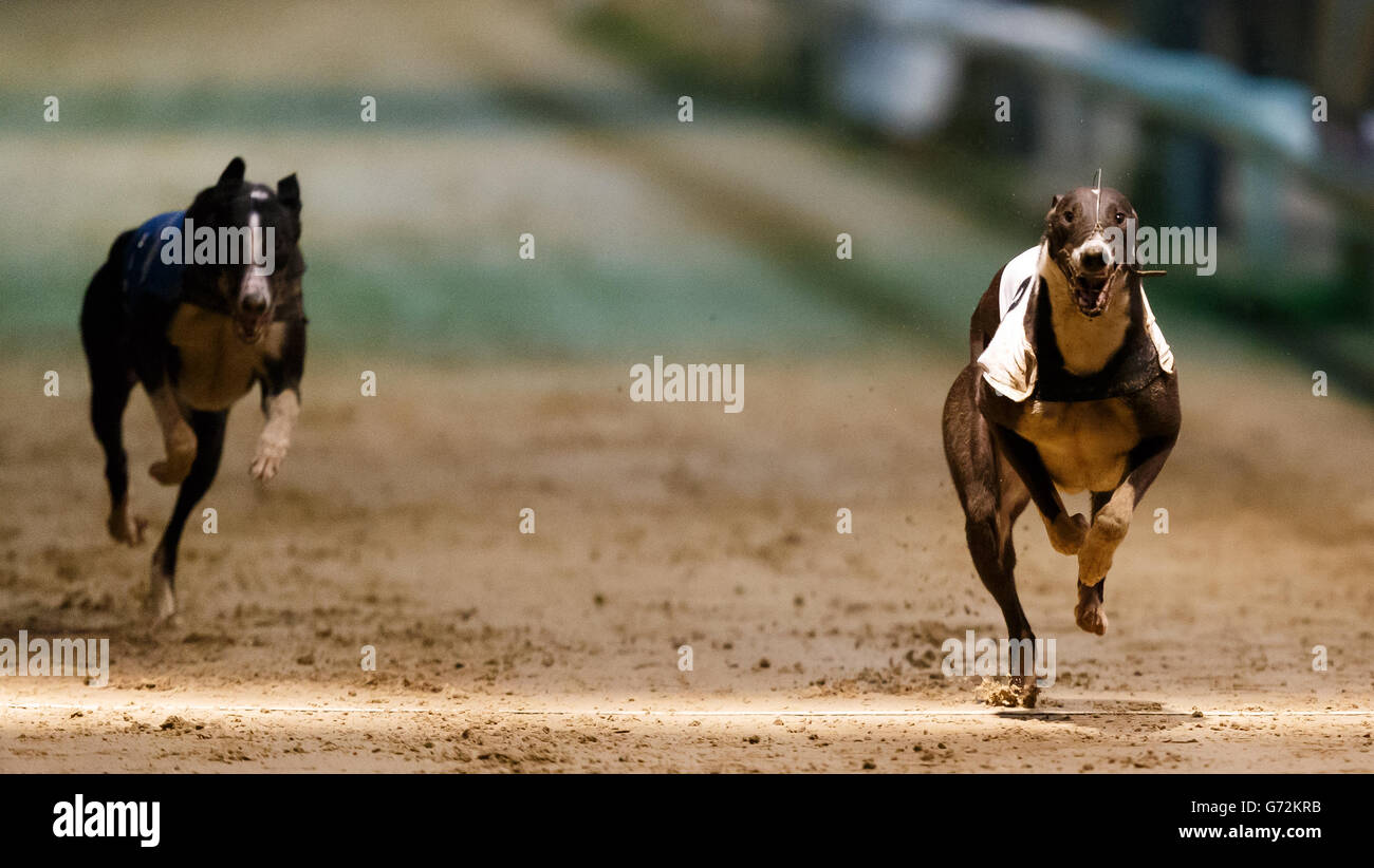 Il Greyhound Racing - William Hill Derby - Quarti di Finale - Wimbledon Stadium Foto Stock