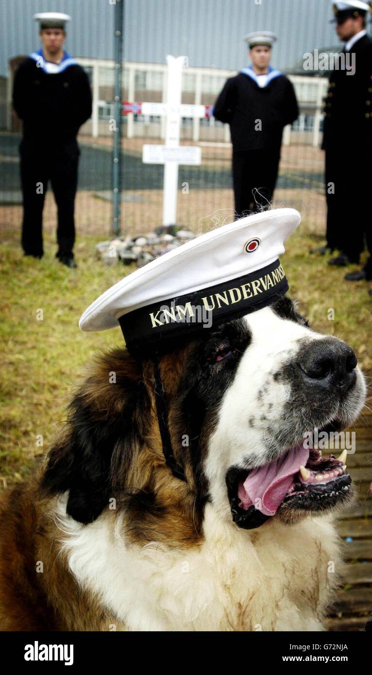 'Harriet' un San Bernardo con ufficiali del sommergibile norvegese Utvaer, durante la cerimonia a Montrose, per commemorare il 60° anniversario della morte di 'bamse' il cane da mare. 'Bamse' divenne un simbolo di libertà per le forze norvegesi durante la seconda guerra mondiale. Foto Stock