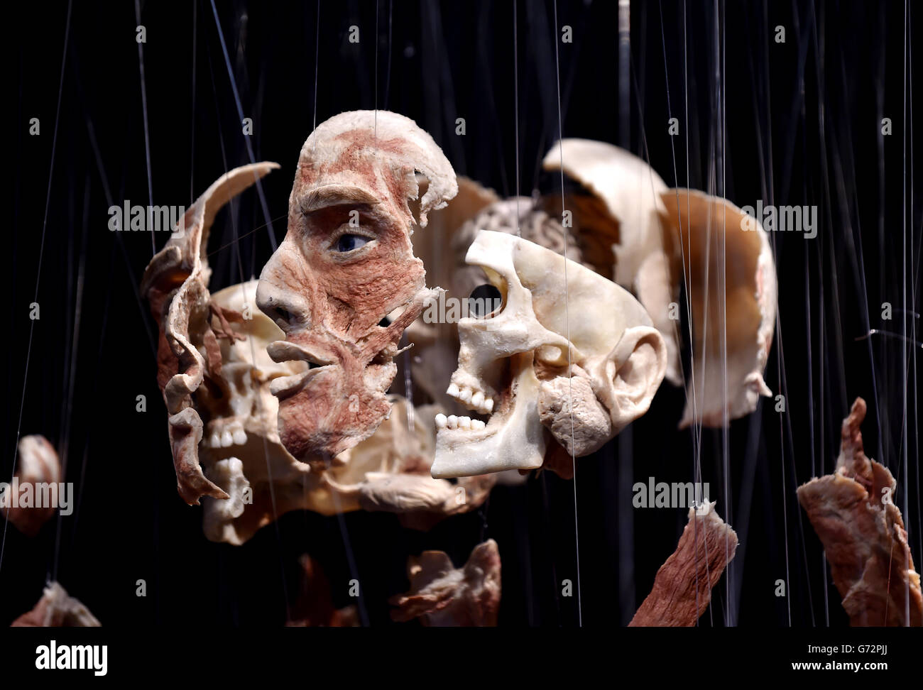 La mostra di fama mondiale Body Worlds Vital che esplora le meraviglie del corpo umano, in mostra per la prima volta nel Regno Unito al Centre for Life di Newcastle. Foto Stock