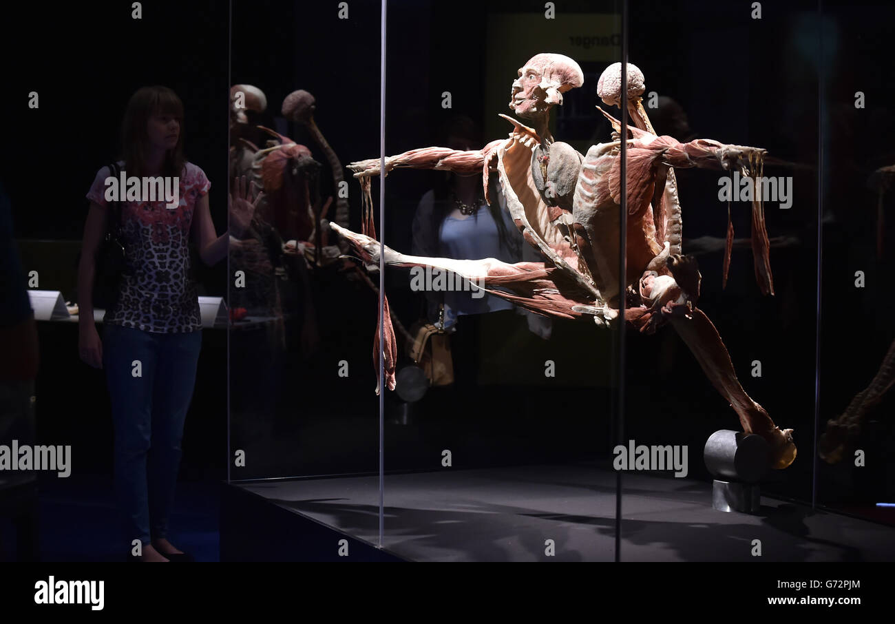 La mostra ha chiamato il ponticello di Spalato al corpo Worlds Vital mostra di fama mondiale che esplora le meraviglie del corpo umano, in mostra nel Regno Unito per la prima volta al Centro per la vita a Newcastle. Foto Stock