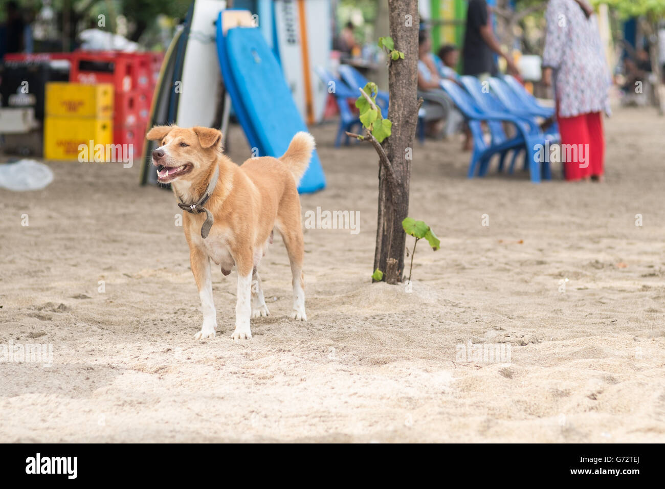 Cane in spiaggia Foto Stock