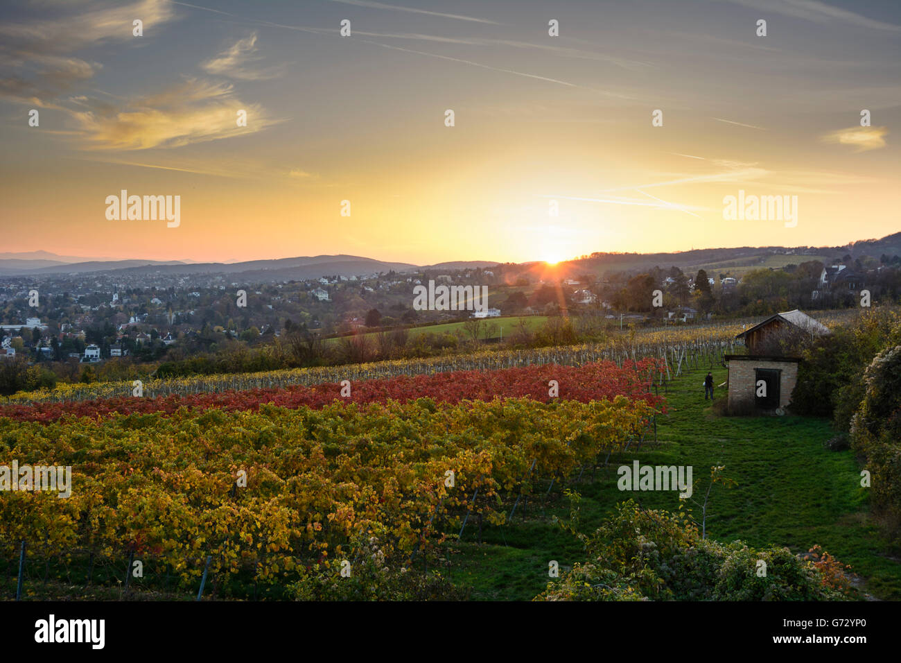 Vigneti sulla Nussberg e il sole al tramonto verso Obersievering, Wien, Vienna, Austria, Wien, 00. Foto Stock