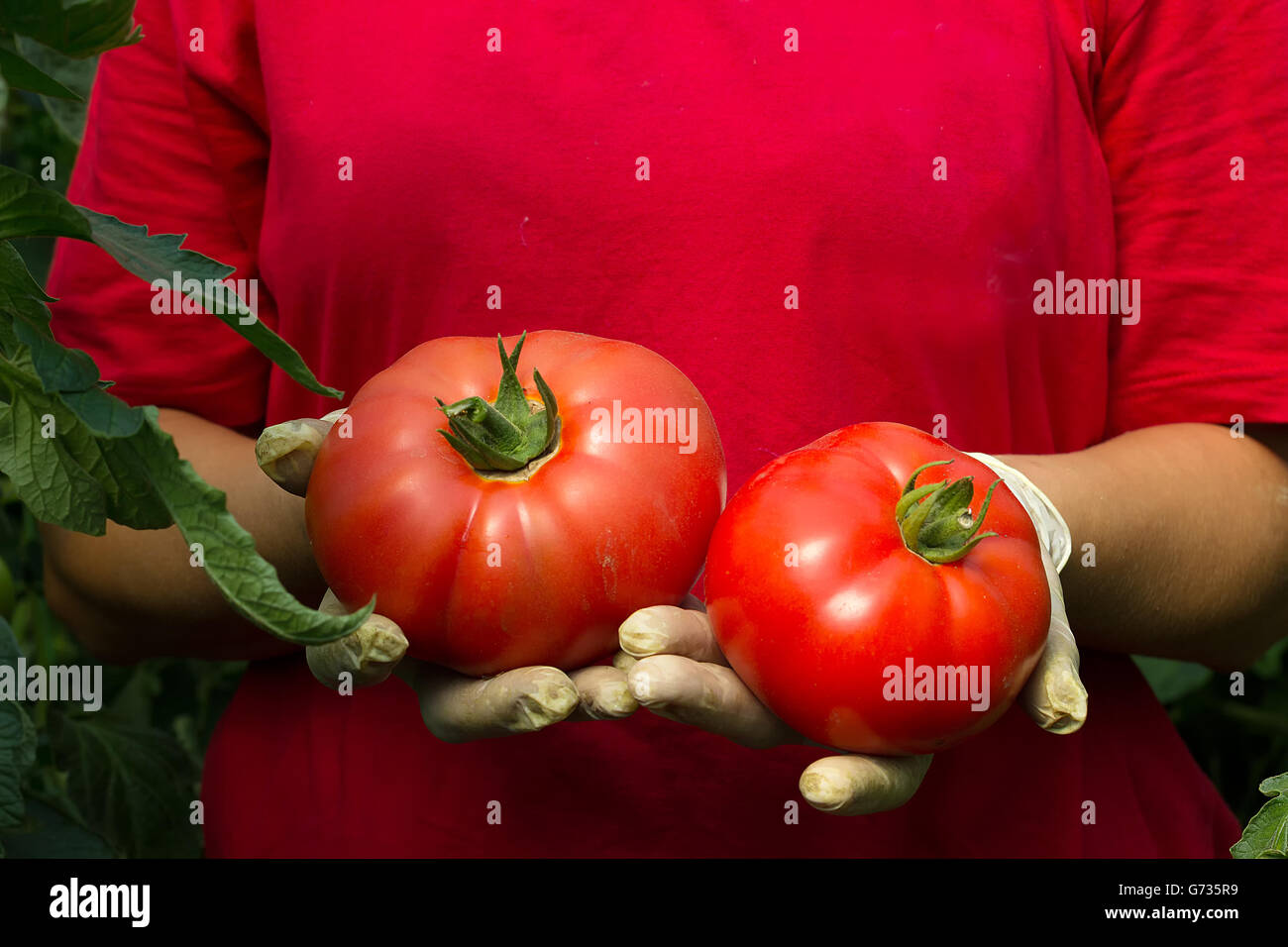 Agricoltore dimostra il suo organico fresco raccolto di pomodoro Foto Stock