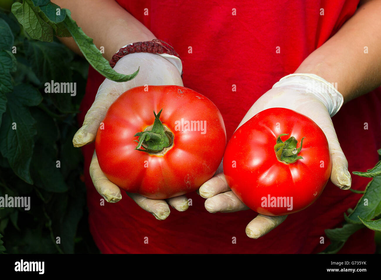 Mani che tengono il raccolto di pomodoro Foto Stock