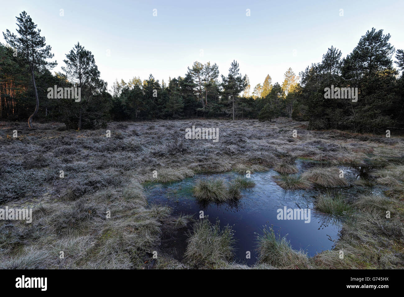 Bog lago, Pfrunger-Burgweiler Ried, Germania Foto Stock