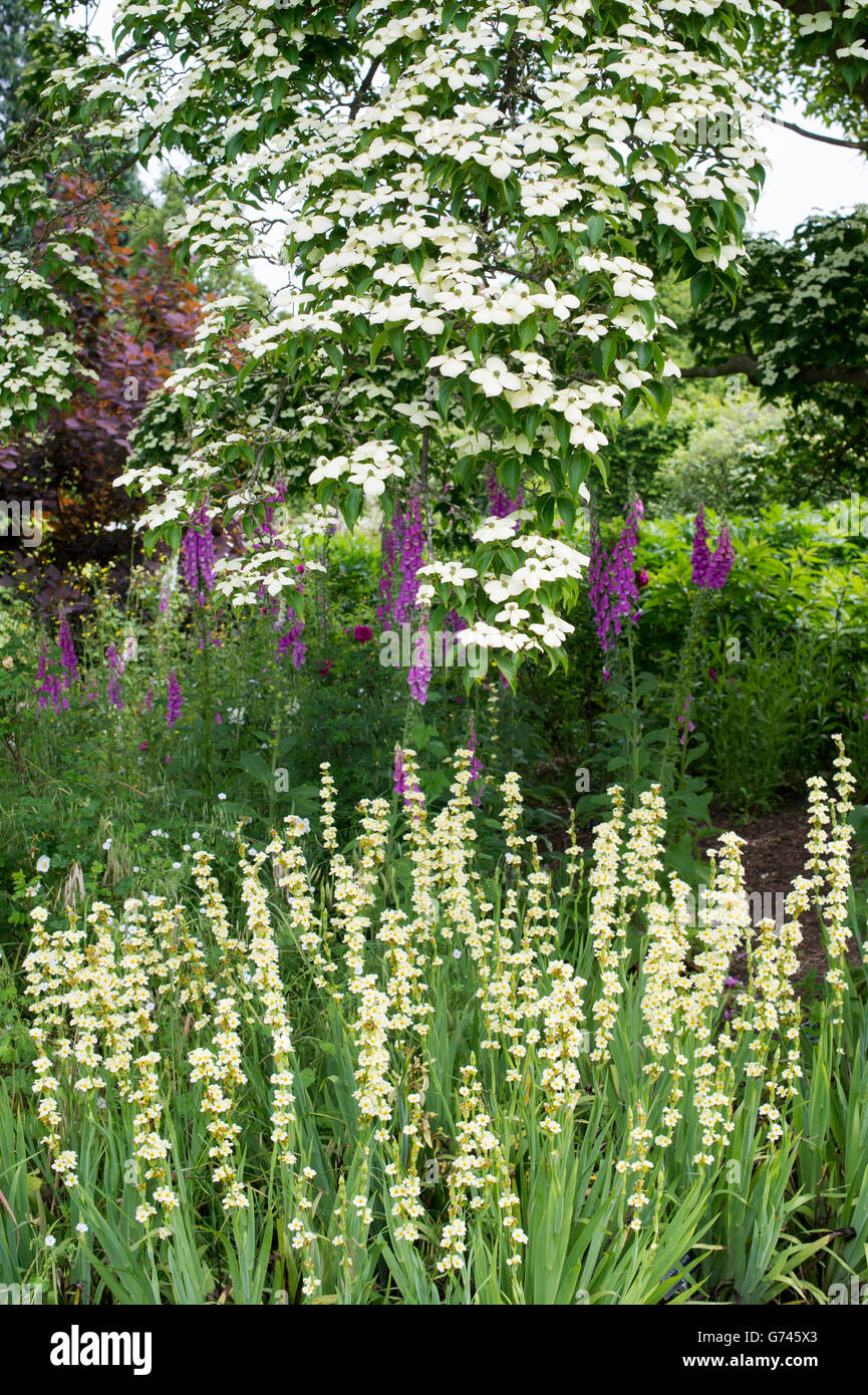 Cornus Kousa chinensis. Fioritura giapponese Sanguinello tree e striato Sisyrinchium / giallo satinato messicano fiori ad RHS Wisley Gardens. Surrey, Regno Unito Foto Stock