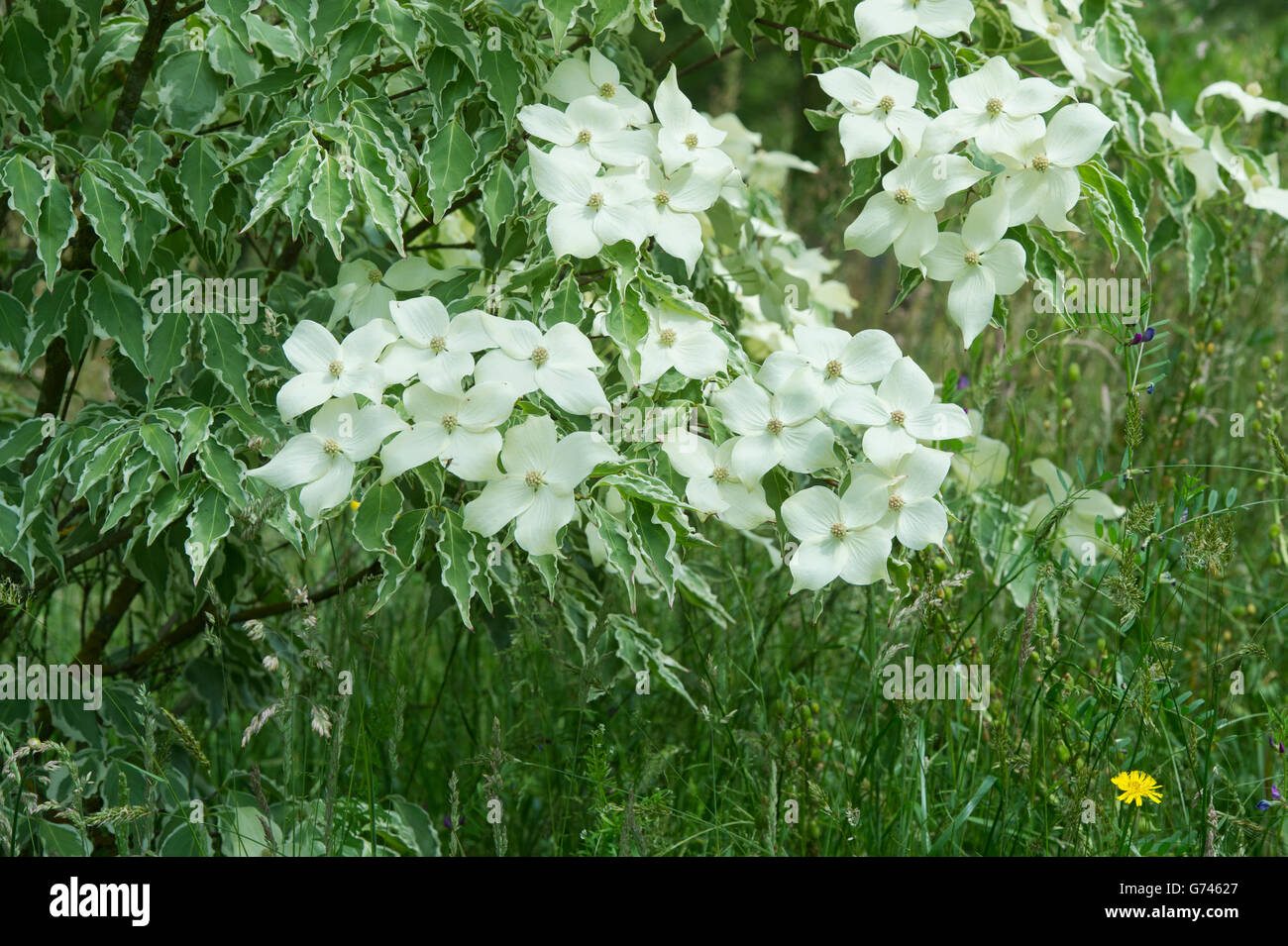 Cornus Kousa samaritano. Samaritano Chinese Sanguinello albero in fiore Foto Stock