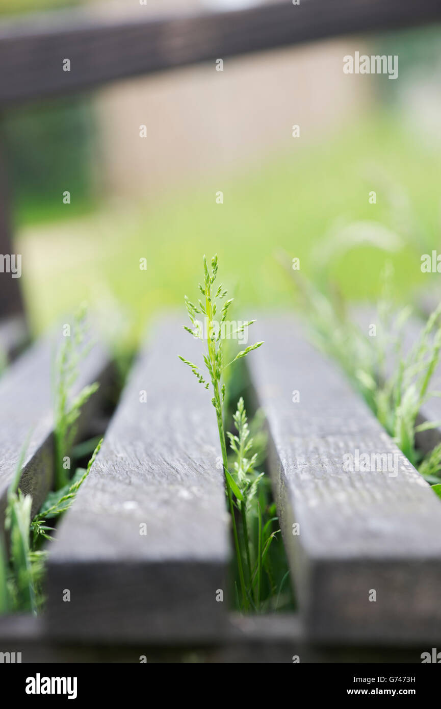 Gambo di erba cresce attraverso un di legno panchina da giardino. Regno Unito Foto Stock