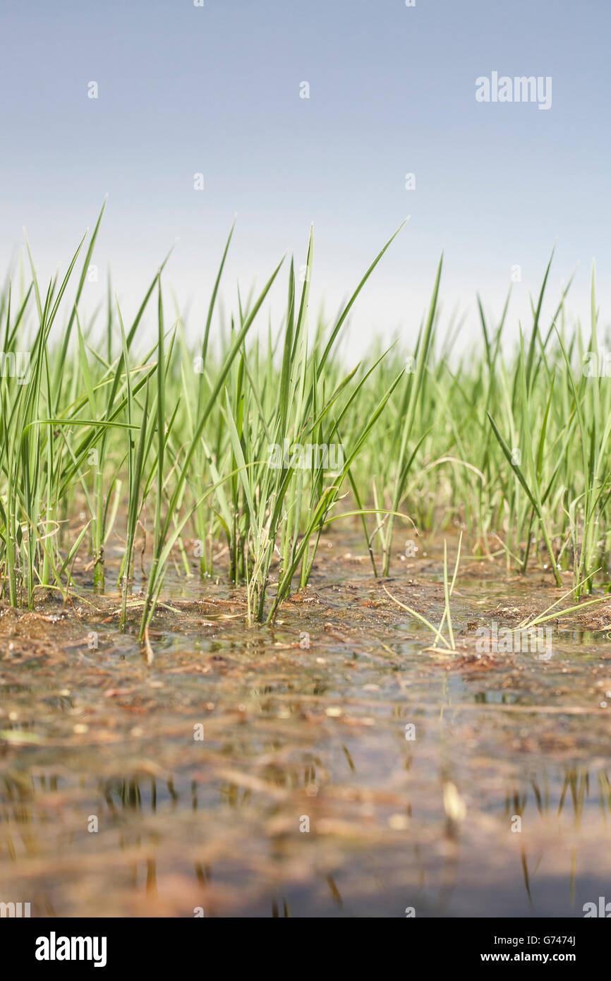 Giovani di riso sono in crescita in risaie, Vegas Altas del Guadiana, Spagna. Angolo basso ingrandimento Foto Stock