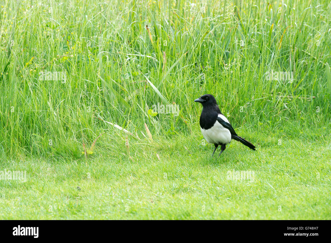 Pica pica. Gazza camminando su un prato in un giardino inglese. Regno Unito Foto Stock