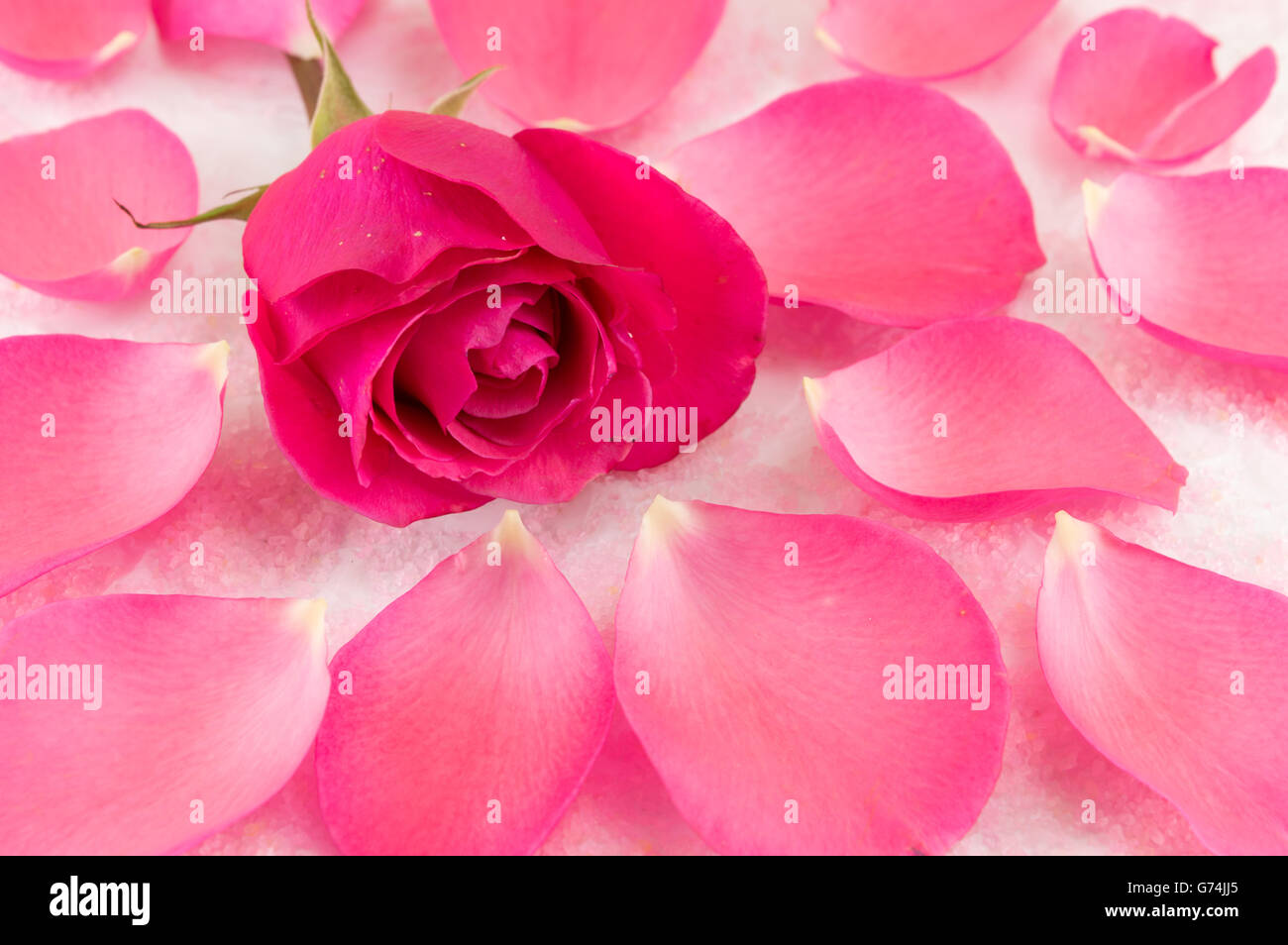 Rosa rosa su petali di rosa e la vasca da bagno di grani di sale Foto Stock