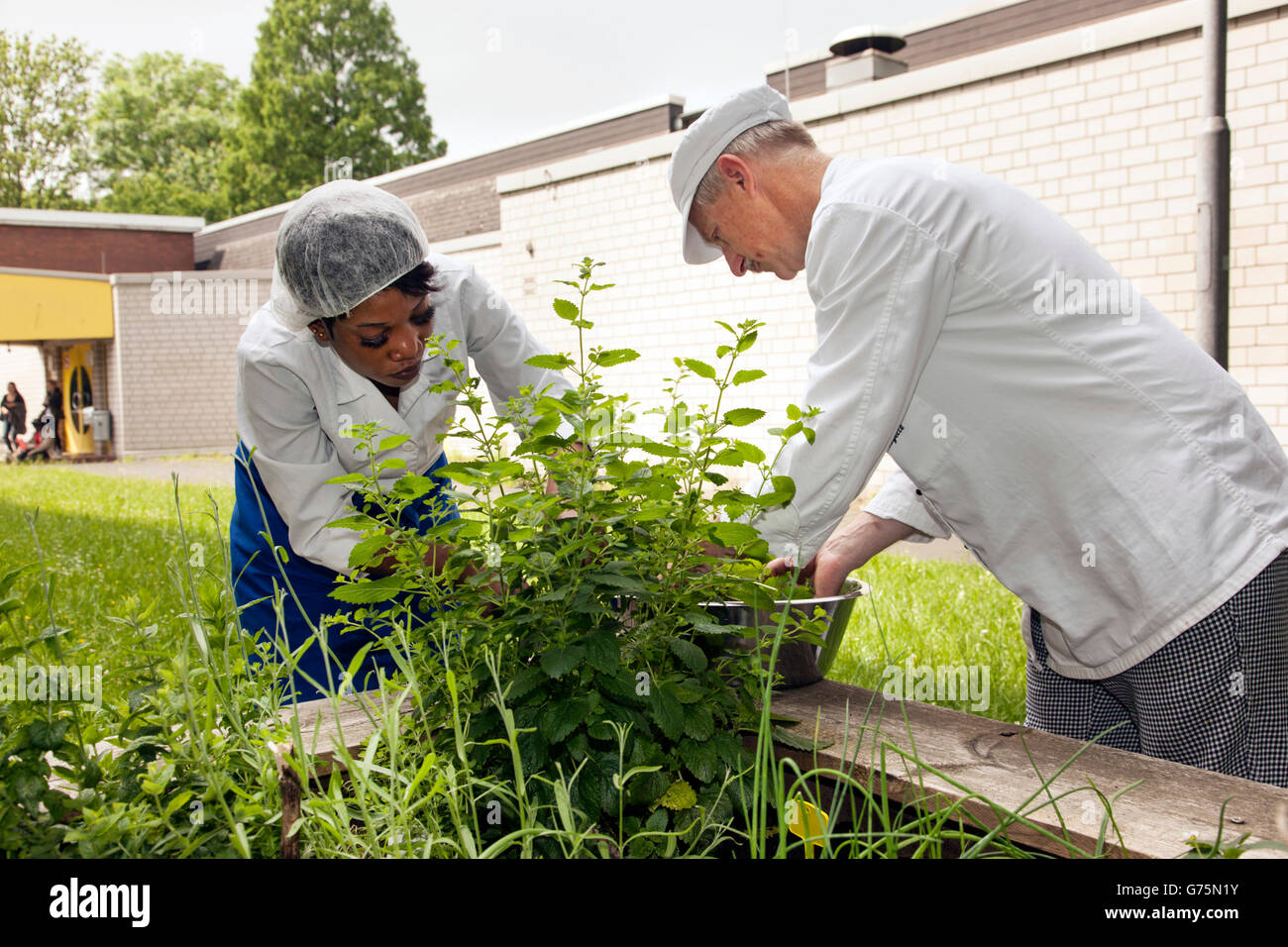 Le erbe verranno raccolti freschi per il pranzo. Foto Stock