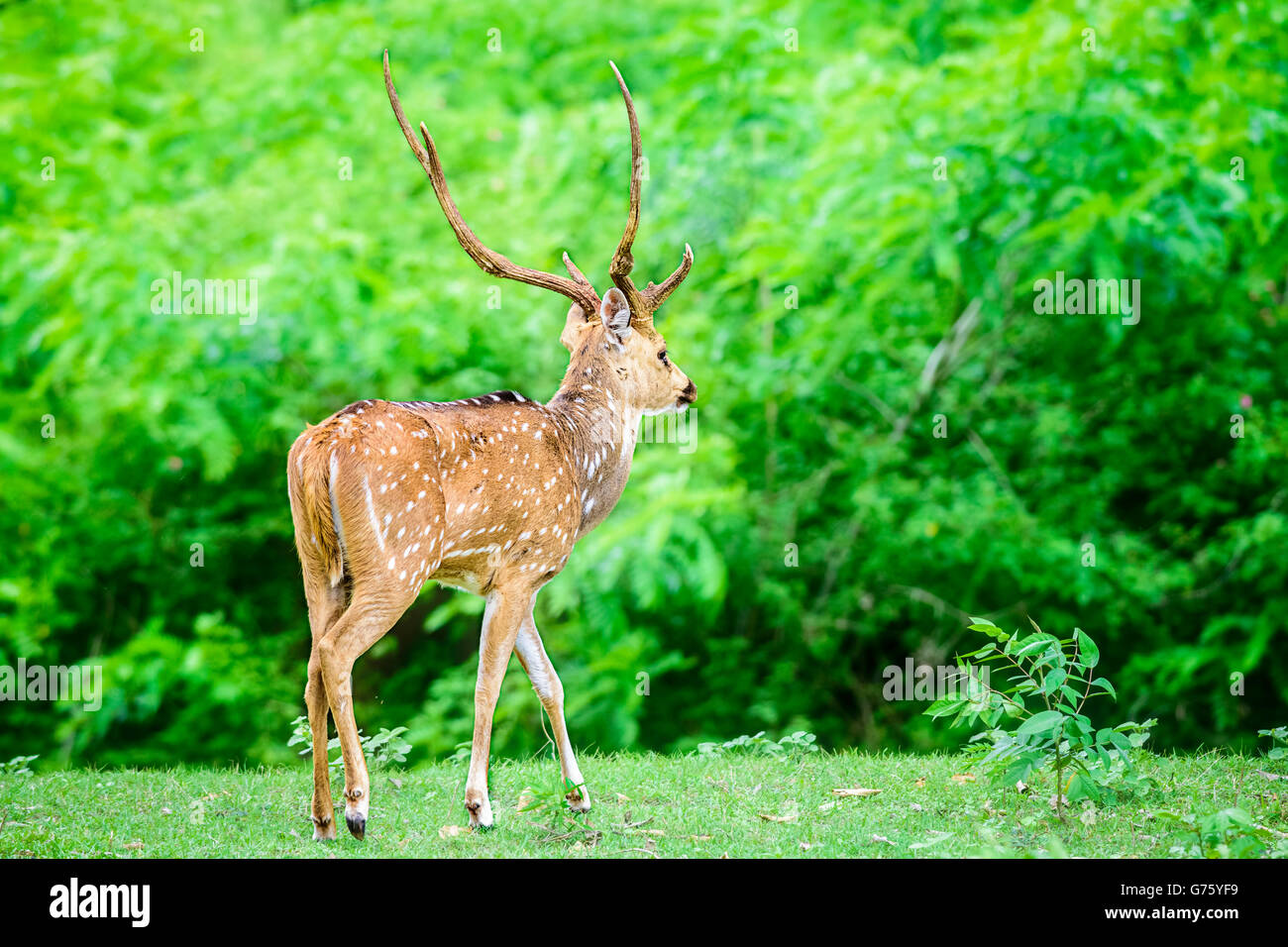 Animali protetti, Indiano Spotted Deer, asse asse, nome locale Chital o Cheetal, nel selvaggio in un parco nazionale con spazio di copia Foto Stock