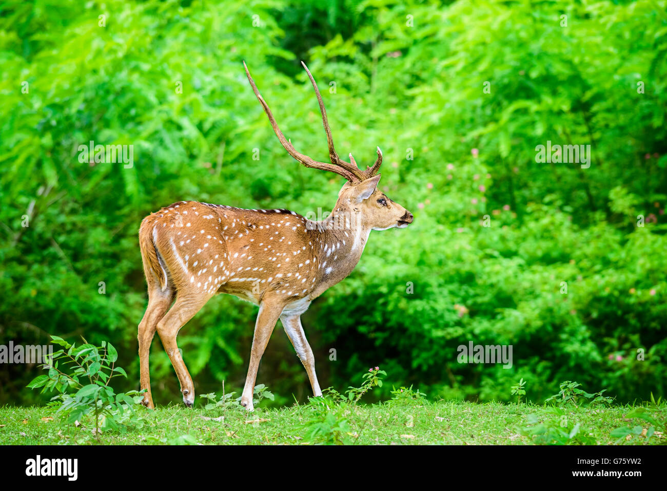 Animali protetti, Indiano Spotted Deer, asse asse, nome locale Chital o Cheetal, nel selvaggio in un parco nazionale con spazio di copia Foto Stock