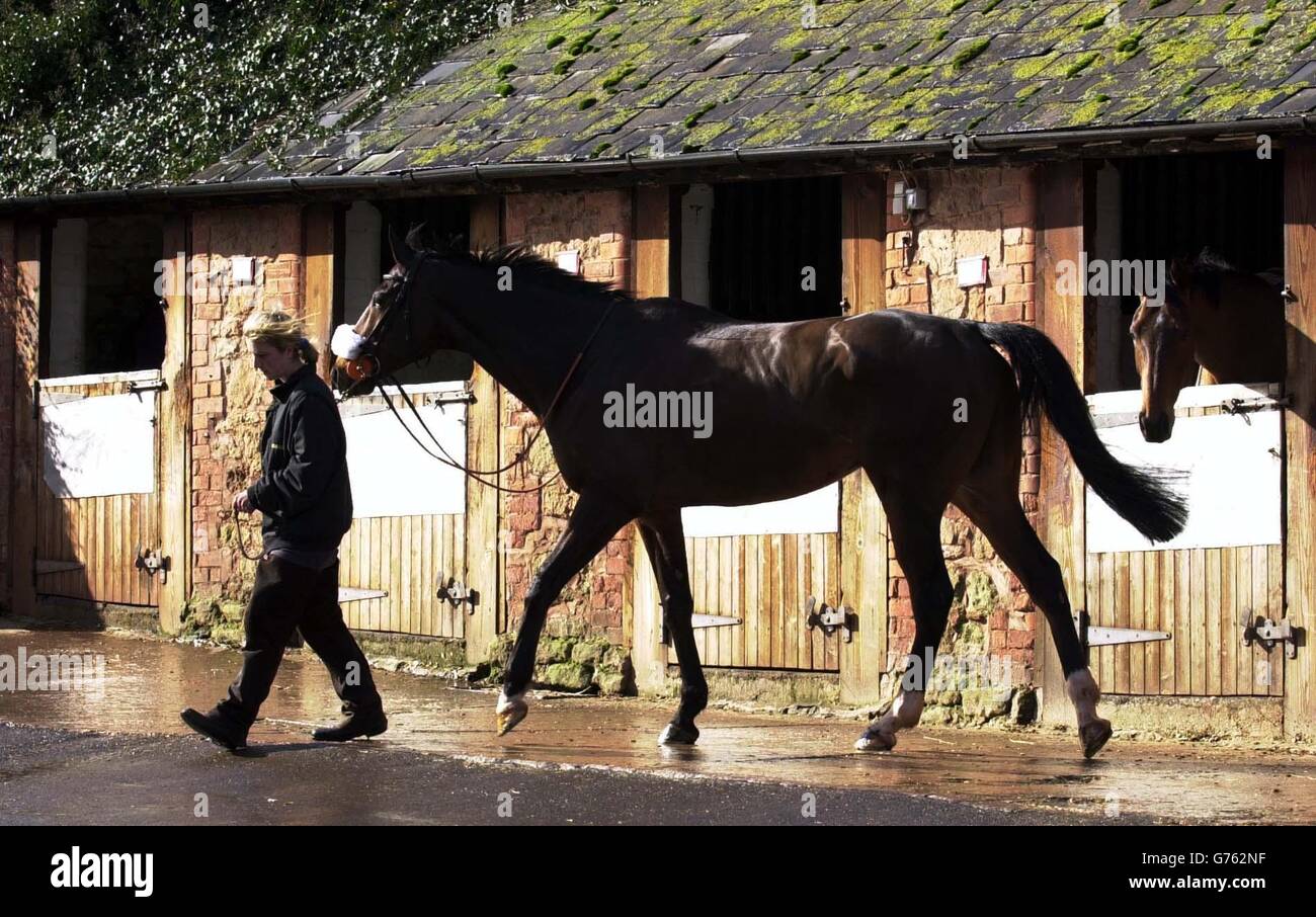 Testa ragazza Lisa Burge con Flagship Uberalles a Sandhill Racing Stables, Bilbrook, vicino a Minehead, Somerset. L'allenatore del cavallo Philip Hobbs è entrato nel cavallo nella Chase della Regina Madre al Cheltenham National Hunt Festival. Foto Stock