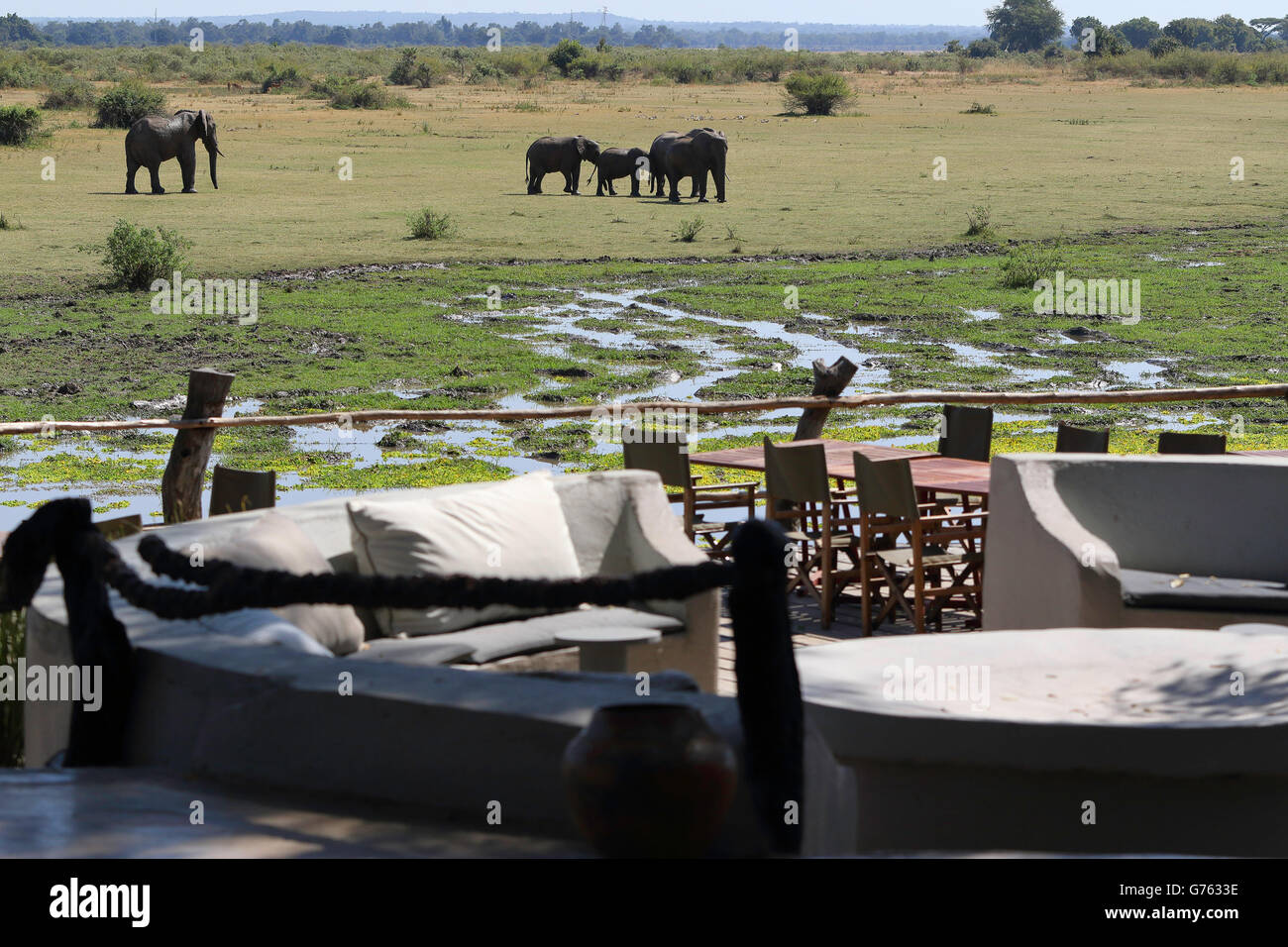 Afrikanische Elefanten (Loxodonta africana) Terrasse, Hotel, South Luangwa National Park, Zambia Foto Stock