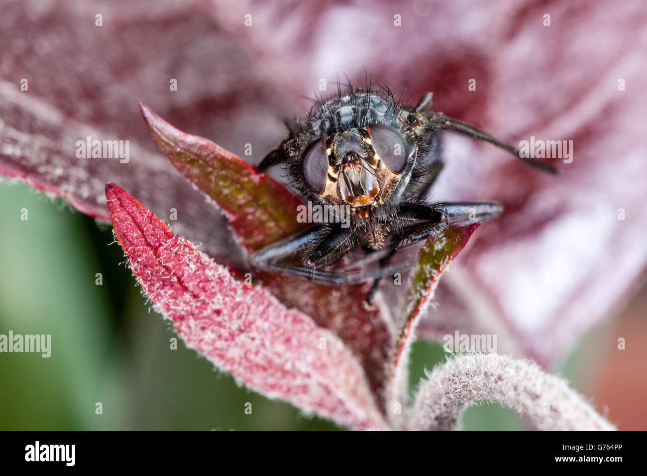 Macro colpo di testa di una mosca di casa (bottiglia blu Fly) su un impianto con gli occhi di dettagliate e caratteristiche del viso. Foto Stock