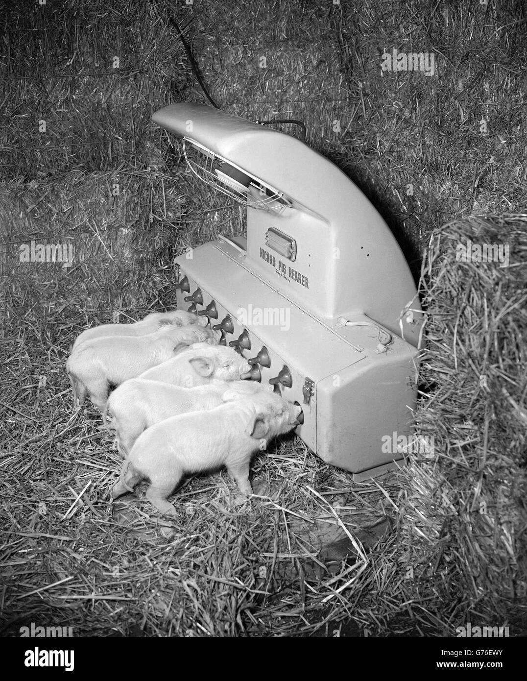 Animali - suino nazionale cucciolata stazione di collaudo - Stoke Mandeville Foto Stock