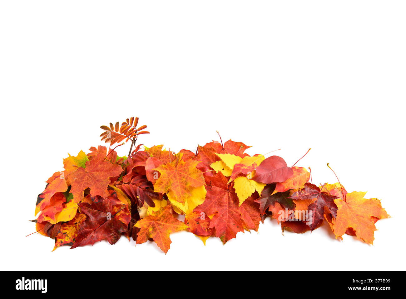 Colori d'autunno foglie di acero su un ramo di albero. Giallo Foglie di autunno sfondo con spazio di copia Foto Stock