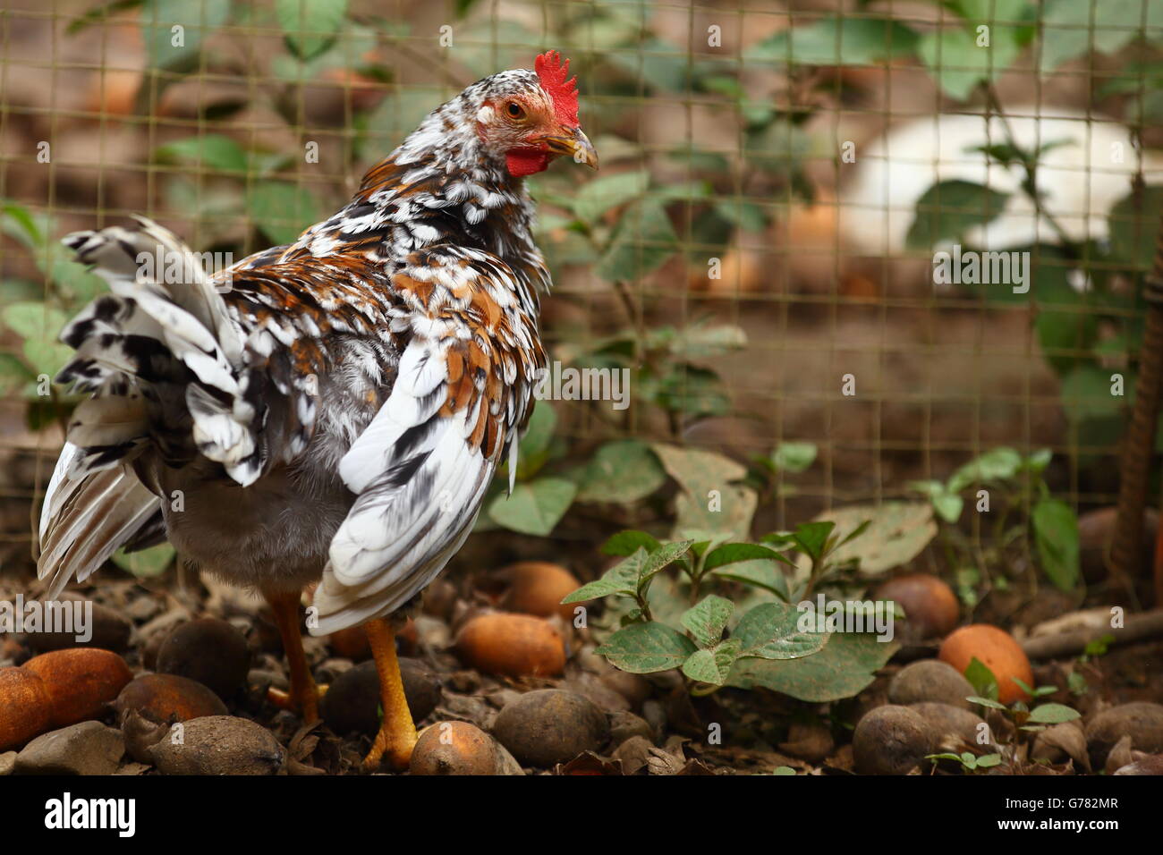 Pollo punteggiato da un recinto di filo in una stalla Foto Stock