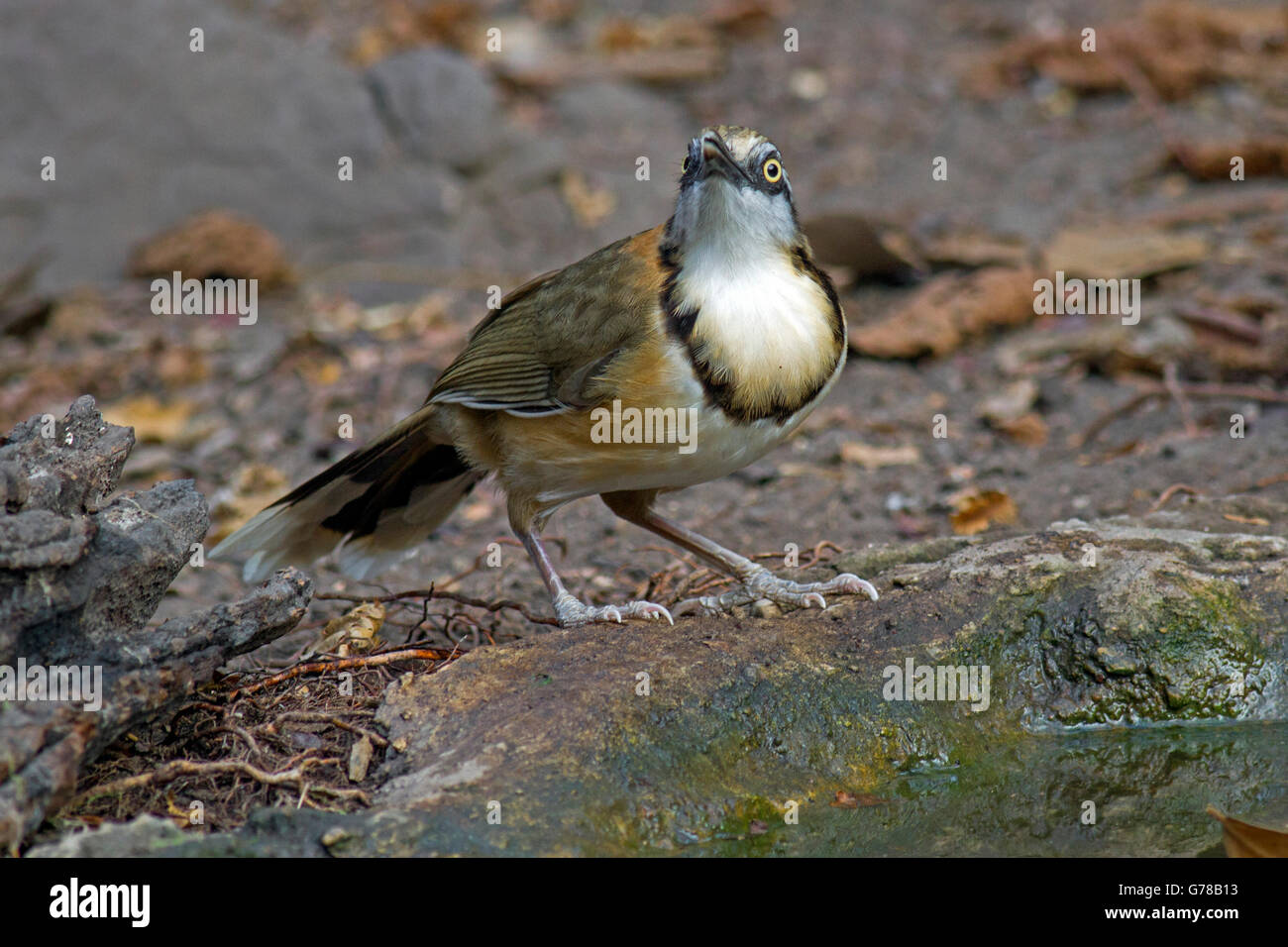 Una minore-necklaced Laughingthrush (Garrulax monileger fuscatus) sorge accanto a una foresta in piscina a Kaeng Krachan National Park in Foto Stock