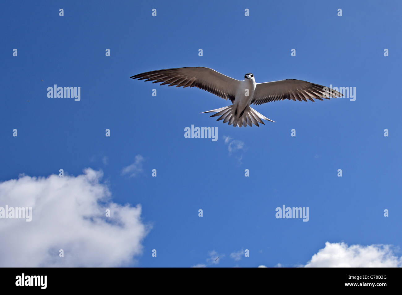 Fuligginosa Tern (Onychoprion fuscatus) in volo su Isola di Ascensione nel Sud Atlantico Foto Stock