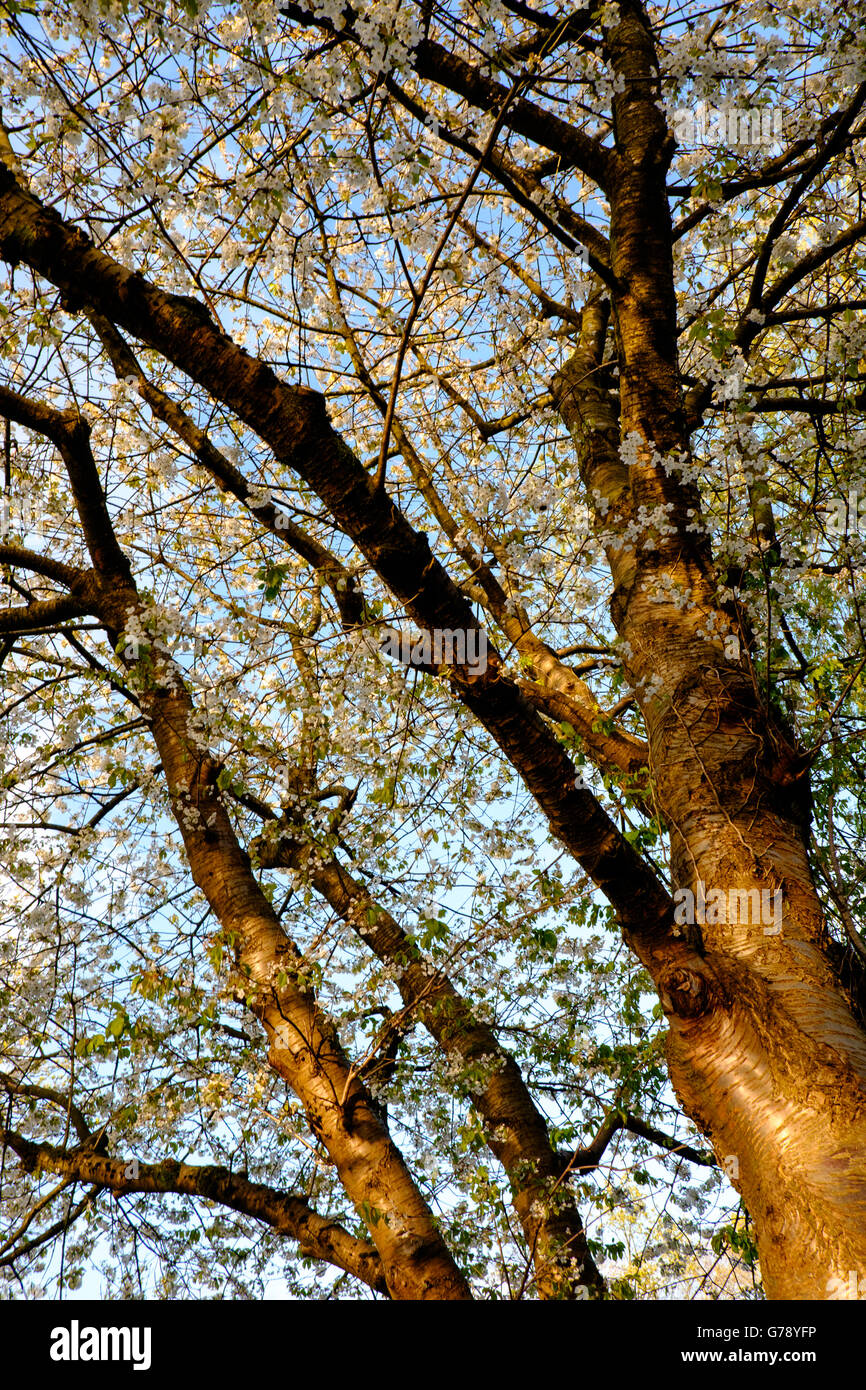 Ornamentali in ciliegio (Prunus) in fiore nel giardino in primavera, REGNO UNITO Foto Stock