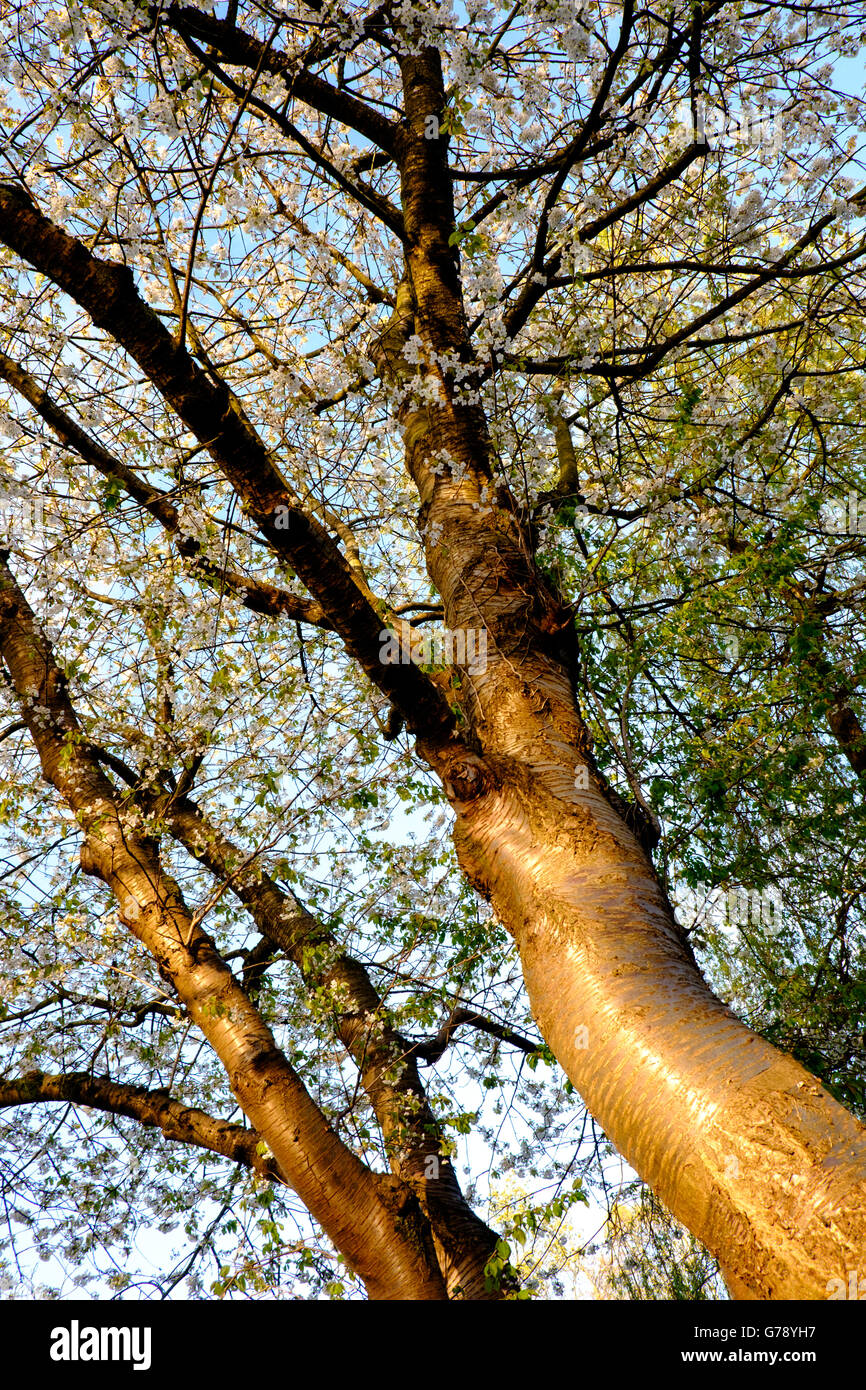 Ornamentali in ciliegio (Prunus) in fiore nel giardino in primavera, REGNO UNITO Foto Stock